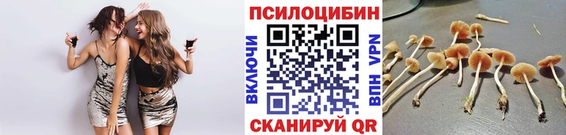 Купить  Аркадак  Псилоцибиновые грибы Cubensis 